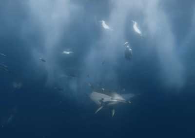 South Africa - Mdumbi - 🇿🇦 South African Sardine Run Expedition - 1 Week INSIDE a Nature Documentary 🐬 - 5