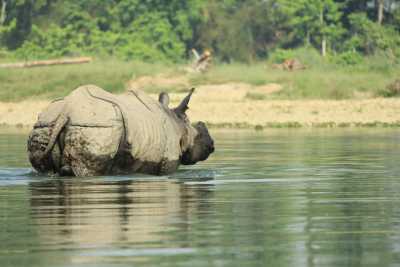 Nepal - Chitwan National Park - 🇳🇵 Nepal Motorradreise (Privatzimmer!) 🏍️ mit der Royal Enfield durch Nepal incl. Rafting & Safari🗻🚣🦏🌴 - 1
