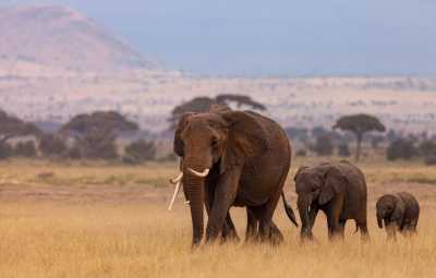 Eastern Africa - Maasai Mara National Reserve - 🌍 KENYA & ZANZIBAR NEW YEAR through Safari and white beaches - 2