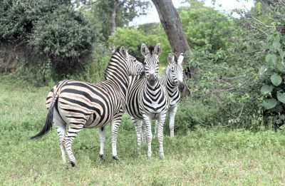 South Africa - Skukuza - Südafrika: das atemberaubende Kap trifft auf das Biospähren-Reservat Blyde - Krüger - 7