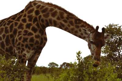 South Africa - Skukuza - Südafrika: das atemberaubende Kap trifft auf das Biospähren-Reservat Blyde - Krüger - 5