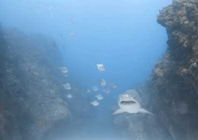Südafrika - Mdumbi - 🇿🇦 South African Sardine Run Expedition - 1 Week INSIDE a Nature Documentary 🐬 - 24