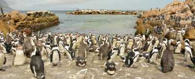 Südafrika - Cape Town - 🌞Ultimate 10-Day South Africa Road Trip🇿🇦Cape Town & The Garden Route – 🌊Adventure, Nature & Epic Vibes! - 10