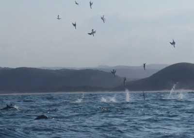 South Africa - Mdumbi - 🇿🇦 South African Sardine Run Expedition - 1 Week INSIDE a Nature Documentary 🐬 - 25
