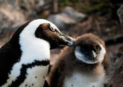 Südafrika - Cape Peninsula - Women's Wellness Journey - Sacred Sisterhood - 4