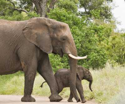 South Africa - Skukuza - Südafrika: das atemberaubende Kap trifft auf das Biospähren-Reservat Blyde - Krüger - 3