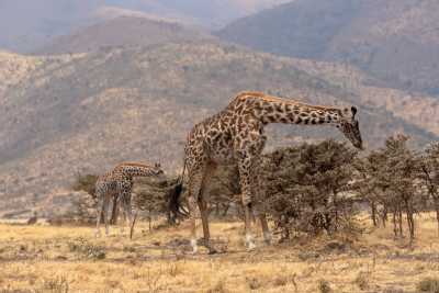 Tansania - Tanzania Safari to Lake Manyara, Serengeti and Ngorongoro Crater - JoinMyTrip