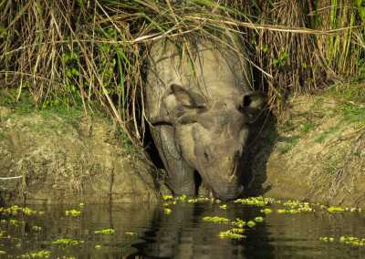 Nepal - Chitwan-Nationalpark - Into the Wild Heart of Nepal - 4