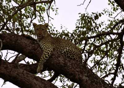 South Africa - Skukuza - Südafrika: das atemberaubende Kap trifft auf das Biospähren-Reservat Blyde - Krüger - 6