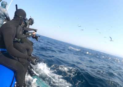 South Africa - Mdumbi - 🇿🇦 South African Sardine Run Expedition - 1 Week INSIDE a Nature Documentary 🐬 - 7