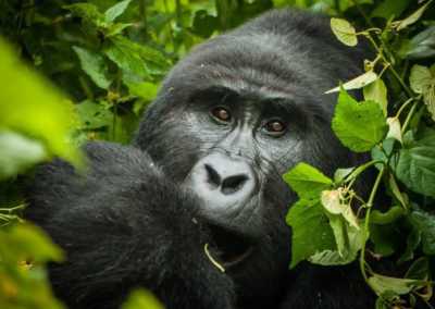 Uganda - Bwindi Impenetrable Forest - Uganda: Self drive 4x4 Land Cruiser 🦍🌿Gorilla & Rhino tracking! Coffee, Waterfalls & Hikes 🇺🇬 - 2
