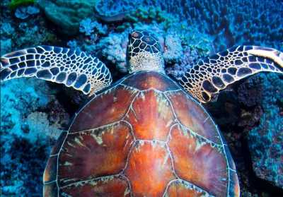 Australien - Great Barrier Reef - 🌴🪸 Daintree to Great Barrier Reef: A Co-Working Retreat in Port Douglas, Australia 🐠🇦🇺 - 4