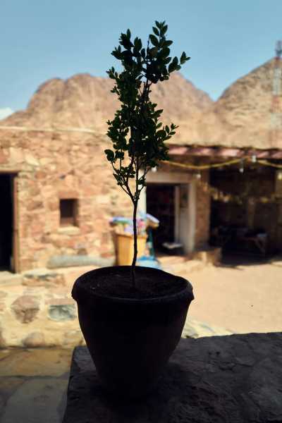 Egypt - Jabal Mousa - Exploring the Beauty of Dahab & Cairo: A Journey through Desert and Sea - 2