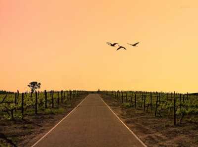 Südafrika - Stellenbosch - Entdecke Südafrika: Das Kap, der Wein, Höhepunkte der Garden Route Januar/Februar 2027 - 1