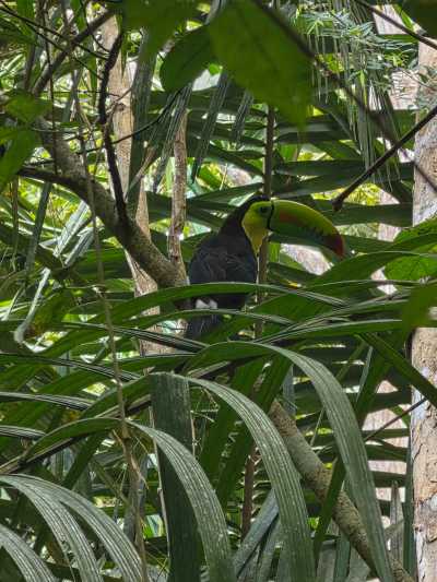 Panama - Panama City - PANAMA - Das Paradies zwischen zwei Ozeanen: Entdecke Panamas unberührte Vielfalt in 10 Tagen 🦥🌴 - 16