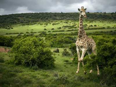 Südafrika - Albertinia - 🌞Ultimate 10-Day South Africa Road Trip🇿🇦Cape Town & The Garden Route – 🌊Adventure, Nature & Epic Vibes! - 17