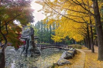 Korea, Süd - Nami Island - 🇰🇷 🍁 The Autumn Chapter: Work & Wander in Seoul for 15 days (PRIVATE ROOM) 👨🏽‍💻 🍜 - 2