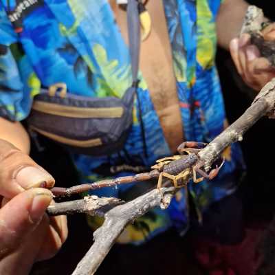 Guatemala - Carmelitas - Into the Jungle: Volcanoes, Atitlán & El Mirador Trek - 5