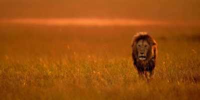 Kenya - Lake Naivasha - Magical Adventure to Kenya's Masai Mara Lodge & Lake Naivasha - Midrange Budget - 3