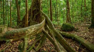 Australien - Mossman Gorge - 🌴🪸 Daintree to Great Barrier Reef: A Co-Working Retreat in Port Douglas, Australia 🐠🇦🇺 - 2
