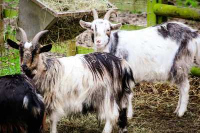 United Kingdom - Invercannich Farm - Scotland Highlands Wild Camping and Local B&Bs Girls' Trip - 5