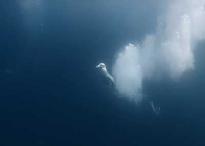 South Africa - Mdumbi - 🇿🇦 South African Sardine Run Expedition - 1 Week INSIDE a Nature Documentary 🐬 - 11