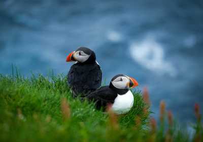 Färöer Inseln - Mykines - Faroe Islands Fantasy: A Journey Through Untouched Beauty and Nordic Charm - 1