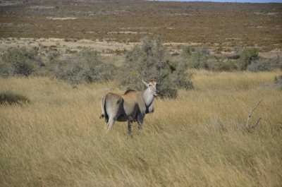 South Africa - Karoo-Nationalpark - Entdecke Südafrika: Die Kapregion - jenseits der touristischen Trampelpfade - 2