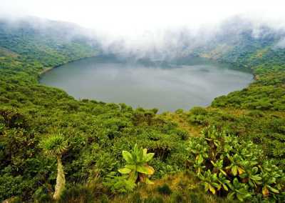 Ruanda - Volcanoes National Park - RWANDA! Self-drive 4x4 landcruiser 🐒🦍🍃 Chimpanzee tracking, Canopy walk, Tea plantation, Volcanoes National park 🇷🇼 - 6
