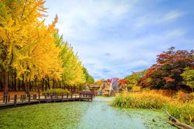 Korea, Süd - Nami Island - 🇰🇷 🍁 The Autumn Chapter: Work & Wander in Seoul for 15 days (PRIVATE ROOM) 👨🏽‍💻 🍜 - 4
