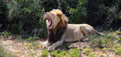 Südafrika - Albertinia - 🌞Ultimate 10-Day South Africa Road Trip🇿🇦Cape Town & The Garden Route – 🌊Adventure, Nature & Epic Vibes! - 10