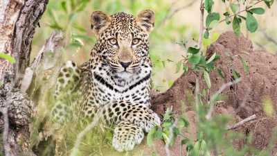 Subsahara-Afrika - Victoria Falls & Botswana Parks - JoinMyTrip