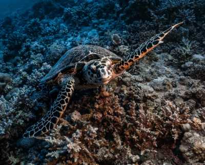 Egypt - Ras Mohamed Nature Reserve - Egypt Experience 🇪🇬 (Sharm El Sheikh & Cairo) - 2