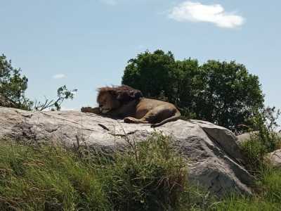 Tansania - Serengeti National Park - 5 Days Tanzania Safari to Lake Manyara, Serengeti and Ngorongoro Crater