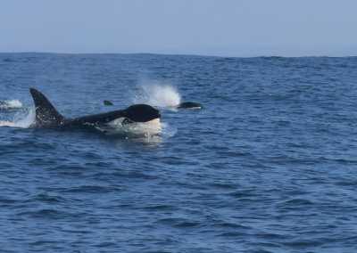 Südafrika - Mdumbi - 🇿🇦 South African Sardine Run Expedition - 1 Week INSIDE a Nature Documentary 🐬 - 12