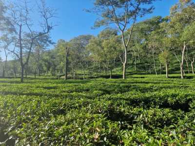 Bangladesch - Sreemangal - Bangladesh Adventure – Between Rivers, Tea Hills & Ancient Cities - 3