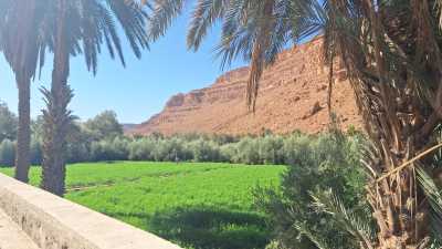 Morocco - Ziz Oasis - Moroccan Roadtrip - Into the Desert - 1