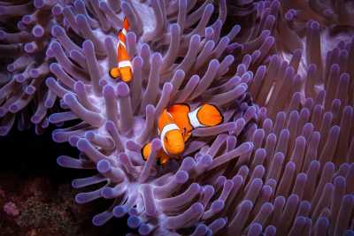 Australien - Great Barrier Reef - 🌴🪸 Daintree to Great Barrier Reef: A Co-Working Retreat in Port Douglas, Australia 🐠🇦🇺 - 12
