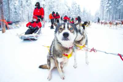 Finnland - Rovaniemi - Finnland: Von Helsinki bis Rovaniemi - Nordlichter, Husky Tour, Santa Claus & Polar Express - 1