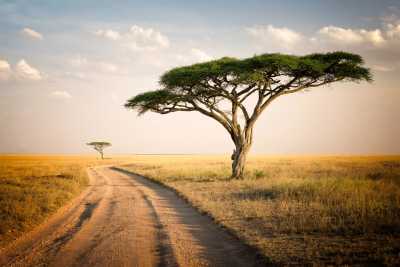 Tanzania - Serengeti National Park - Tanzania: following the great migration - 1