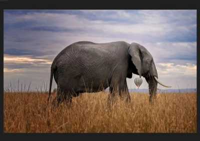 Kenya - Magical Adventure to Kenya's Masai Mara Lodge & Lake Naivasha - Midrange Budget - JoinMyTrip