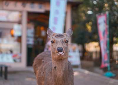 Japan - Nara - JAPAN HIGHLIGHTS TOUR 12 Days EXCLUSIVE with train pass🔴! Cherry Blossom and more in 2026. - 1
