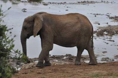 South Africa - Addo-Elefanten-Nationalpark - Entdecke Südafrika: Die Kapregion - jenseits der touristischen Trampelpfade - 3