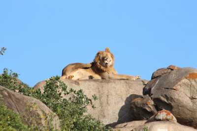 Tanzania - 6 Days Tanzania Safari to Lake Manyara, Serengeti and Ngorongoro Crater - JoinMyTrip
