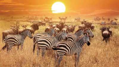 Tanzania - Tarangire National Park - Tanzania: following the great migration - 1