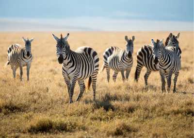 Tanzania - Ngorongoro Conservation Area - Join to One of The Best African Safari Trips in Tanzania - 2