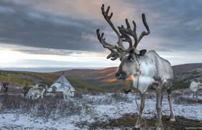 Mongolia - Ulaanbaatar - Mongolia Winter expedition: Meet the reindeer herders of the Taiga and visit the frozen Khuvsgul lake - 1