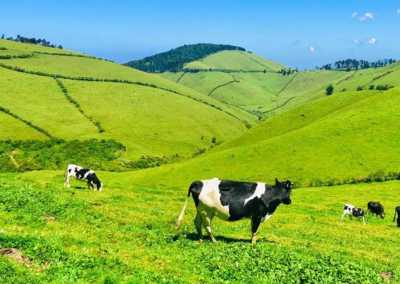 Ruanda - Ibere rya Bigogwe Tourism - RWANDA! Self-drive 4x4 landcruiser 🐒🦍🍃 Chimpanzee tracking, Canopy walk, Tea plantation, Volcanoes National park 🇷🇼 - 3