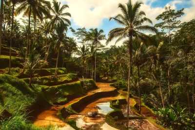 Indonesia - Ubud - Co-working in Bali: live in a Villa with Private Pool in Ubud City Center. Enjoy incredible activities in the weekend! - 7