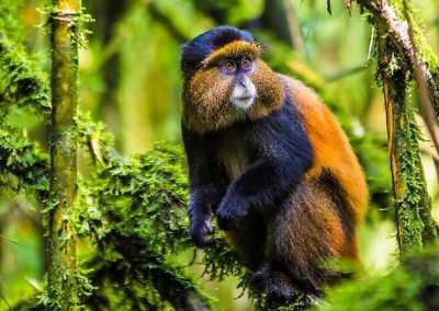 Ruanda - Volcanoes National Park - RWANDA! Self-drive 4x4 landcruiser 🐒🦍🍃 Chimpanzee tracking, Canopy walk, Tea plantation, Volcanoes National park 🇷🇼 - 4